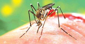 Dengue Outbreak Increased