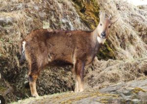 Protected Animal Killed