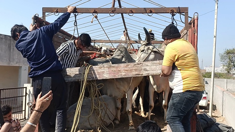 कैथल तितरम पुलिस द्वारा पकड़े गए बैलों से भरे ट्रक से बैल मुक्त करवाते हुए गौरक्षा दल के सदस्य। हप्र